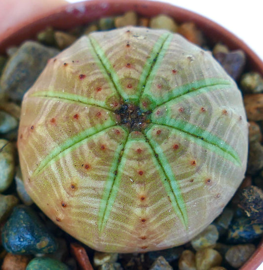 ユーフォルビア・オベサ ライトグリーンの上からのビュー。淡い緑色の丸い多肉植物で、明るいリブラインと小さな赤みがかった瘤があります。