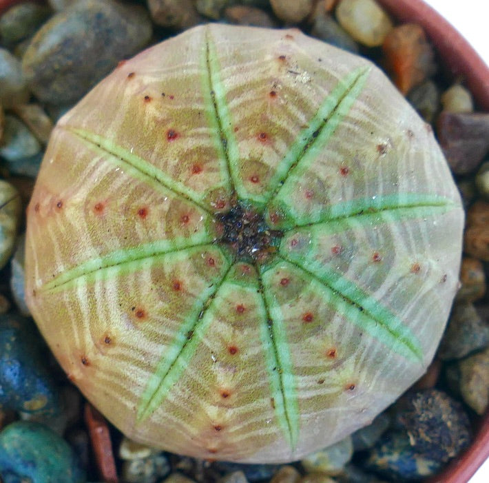 위에서 촬영한 유포르비아 오베사 연녹색으로, 균일한 연한 녹색 줄기, 동심원 줄무늬 패턴, 그리고 작은 붉은 점들이 돋보입니다.