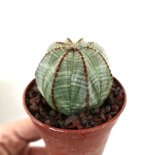 Euphorbia obesa LIGHT GREEN STRIATA F21