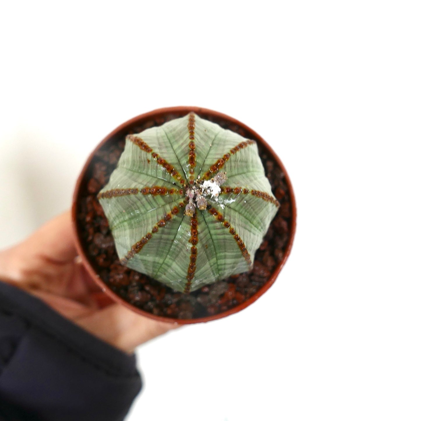 Euphorbia obesa LIGHT GREEN STRIATA F21