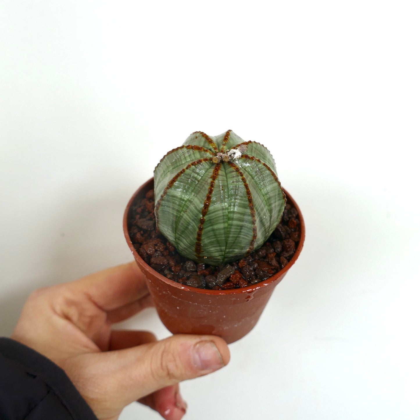 Euphorbia obesa LIGHT GREEN STRIATA F21