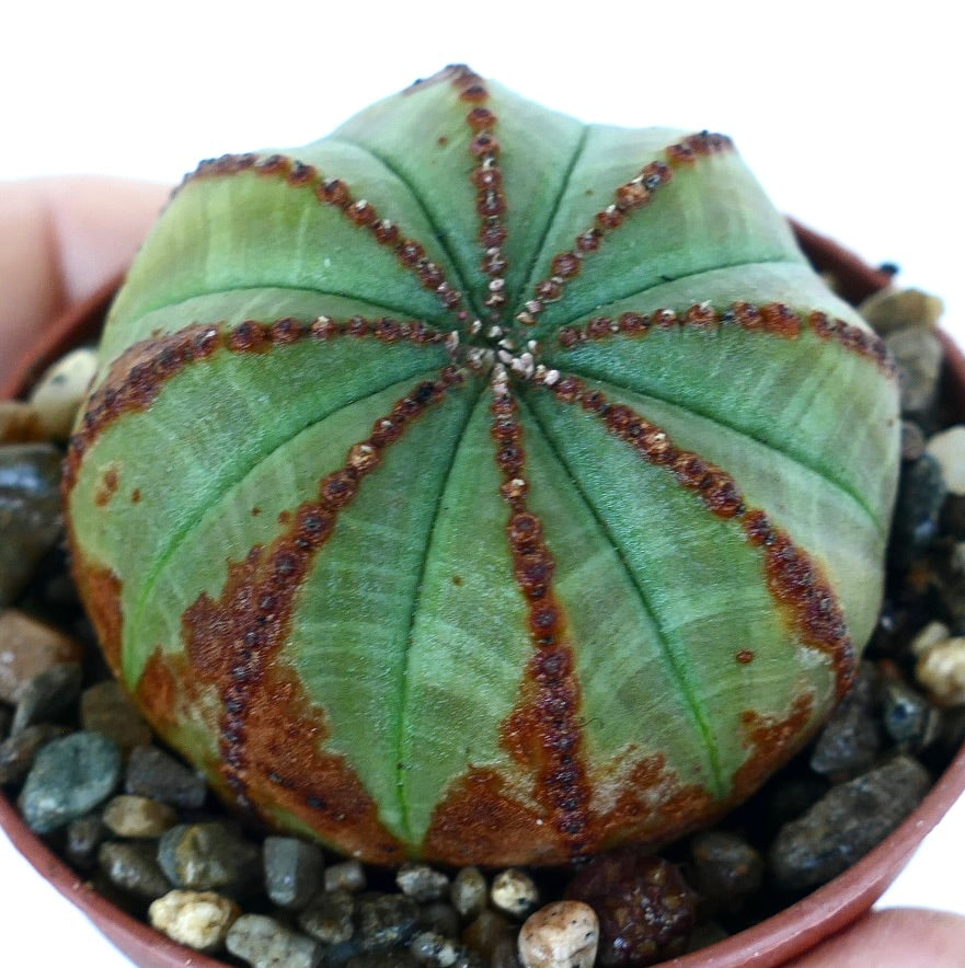 ユーフォルビア・オベサ 多肉植物、淡い緑色で縦に茶色のリッジが入り、球状の形と肋骨のような質感を持つ、小さな鉢に砂利の基質で育成されています。