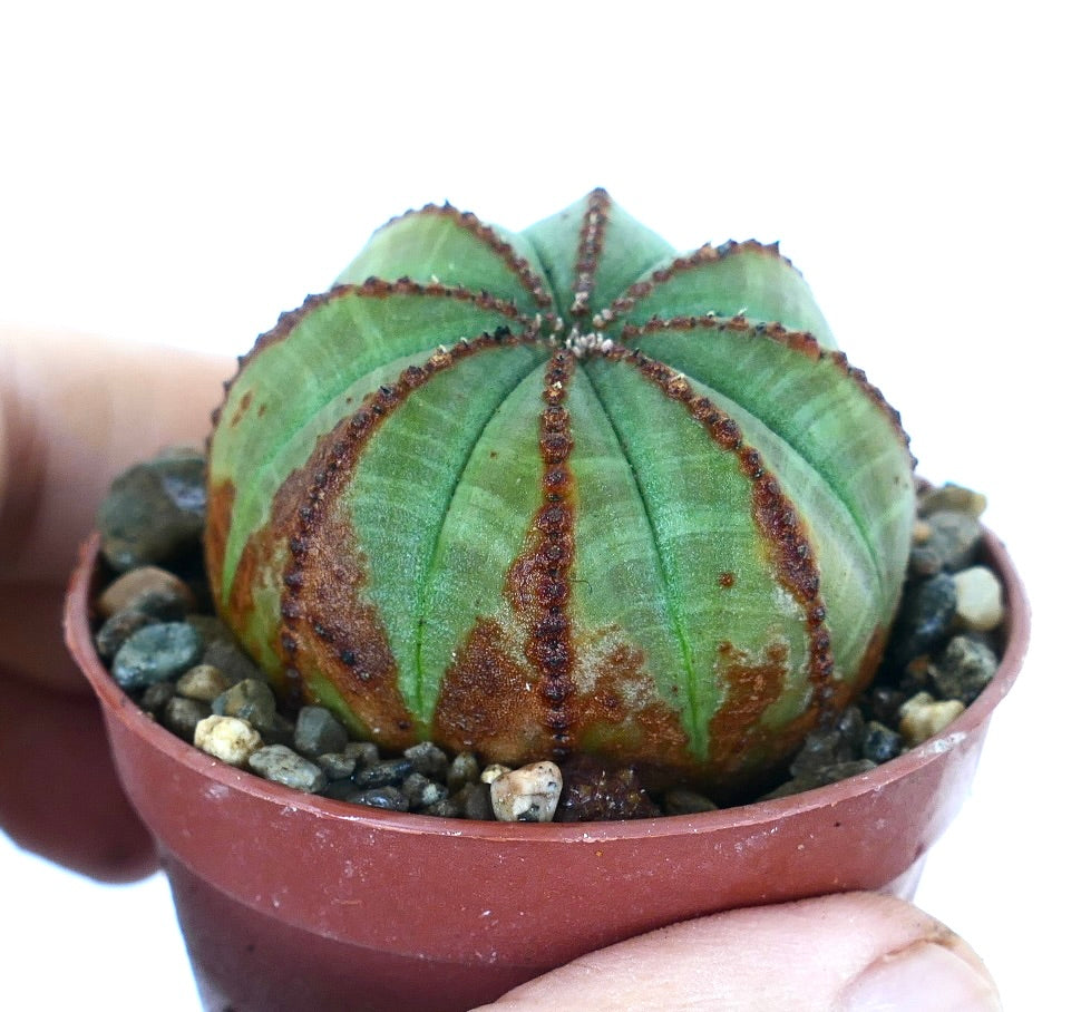 鉢植えのユーフォルビア・オベサ植物、薄緑色の球形多肉植物で、茶色の縦線とリブ状のセグメントが特徴。手に持てるテラコッタ鉢に入れて展示。