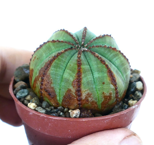 鉢植えのユーフォルビア・オベサ植物、薄緑色の球形多肉植物で、茶色の縦線とリブ状のセグメントが特徴。手に持てるテラコッタ鉢に入れて展示。