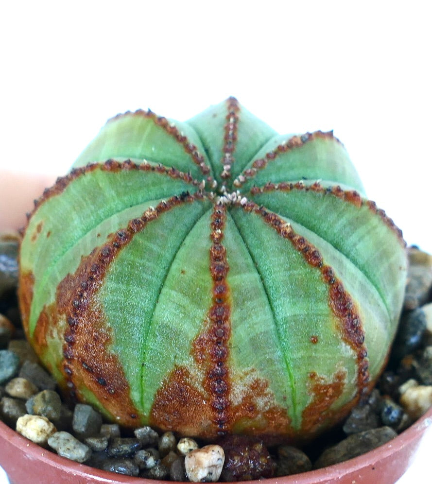 ユーフォルビア・オベサのライトグリーン多肉植物のクローズアップ。丸みを帯びた球状の形で、リブに沿って独特の茶色の縞模様があり、岩の多い土壌に植えられています。