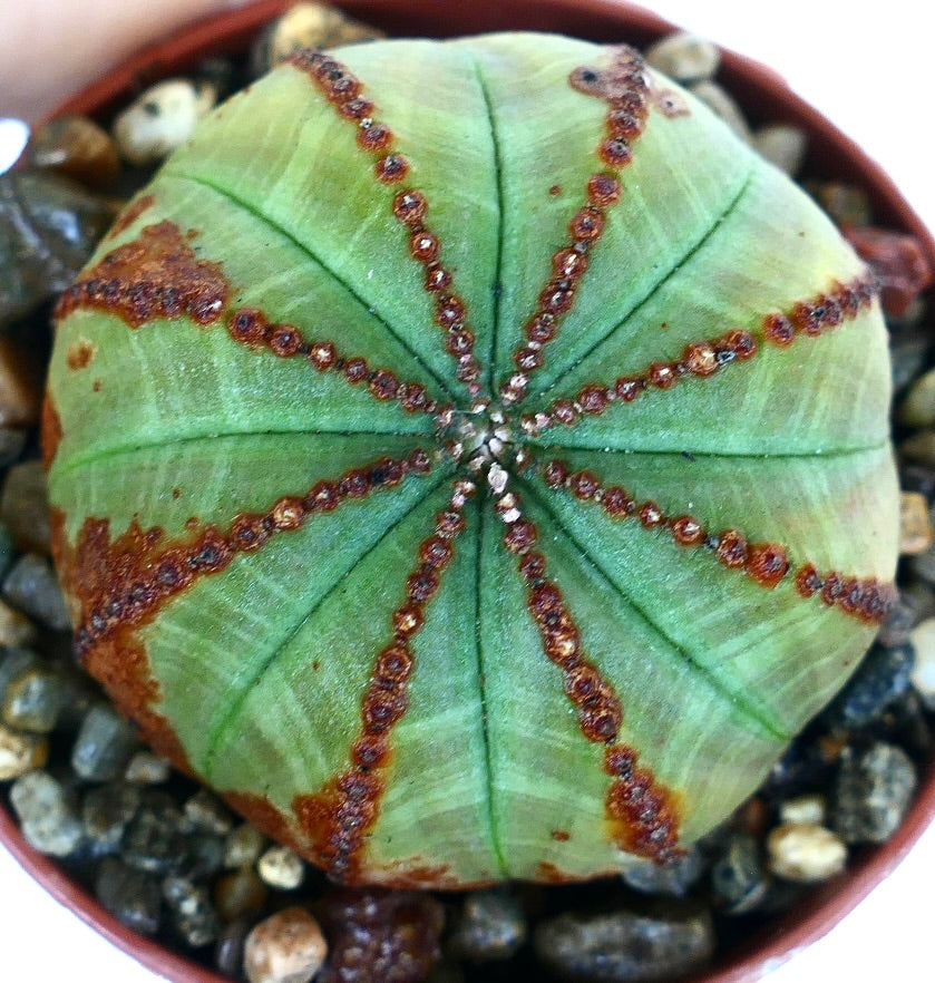ユーフォルビア・オベサのサボテンのような多肉植物の上からの眺め。淡い緑色の本体には放射状の茶色の稜線と対称的な肋があり、砂利が敷かれた鉢で育っています。