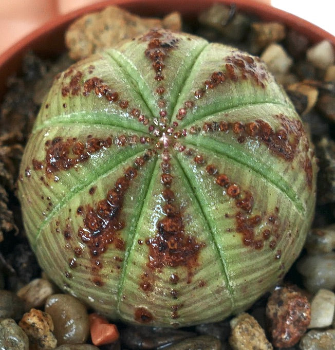 Euphorbia obesa groene vorm in een grindpot, met een afgerond geribbeld lichaam met lichtgroene huid, donkerbruine gevlekte plekken en kleine knobbeltjes langs de ribben.