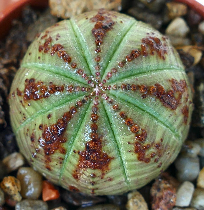 Bovenaanzicht van Euphorbia obesa, een bolvormige vetplant met symmetrische ribben, lichtgroene kleur, donkerbruine gevlekte markeringen en gevlekte tuberkels.