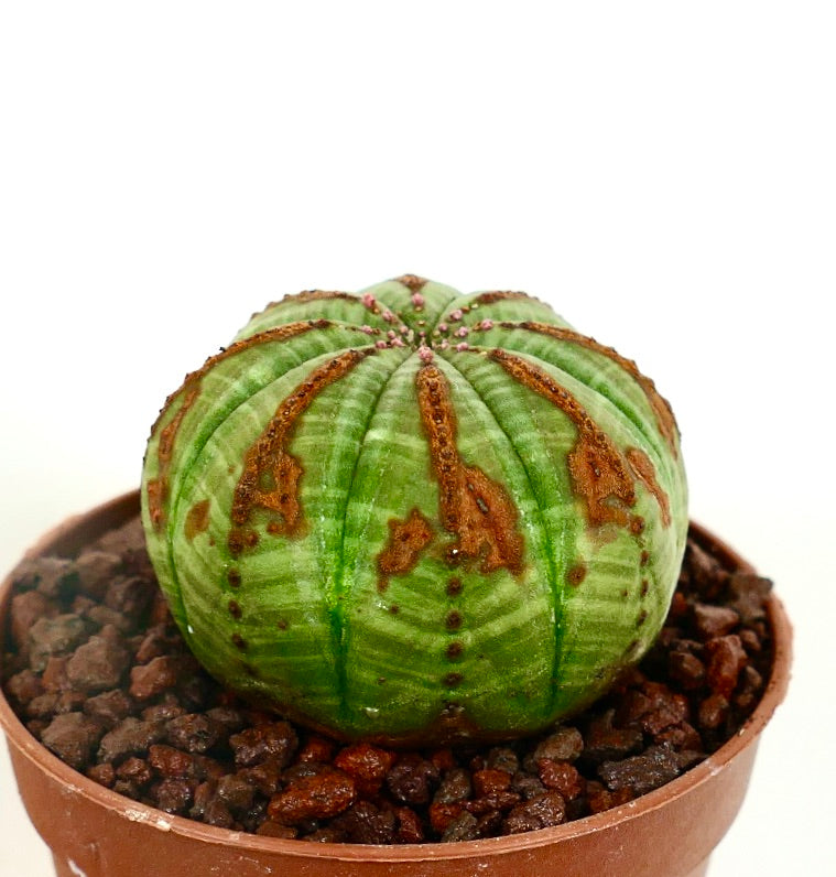 Euphorbia obesa vetplant cactus met afgerond geribd lichaam en bruine gestructureerde markeringen