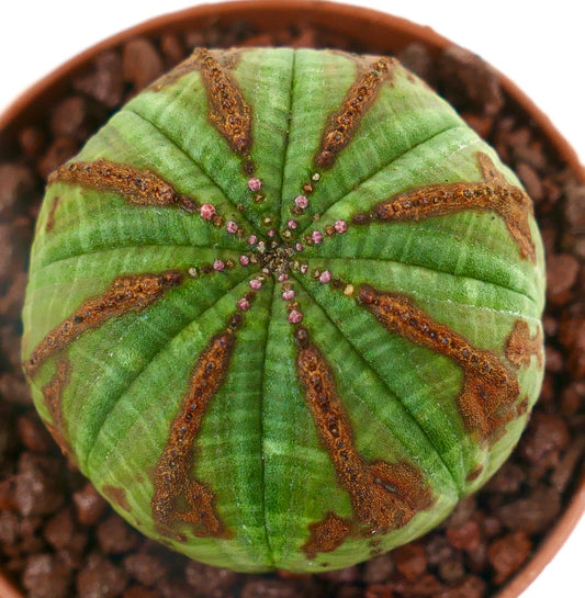 Euphorbia obesa sukkulent med rund form og karakteristiske brune, strukturerte markeringer