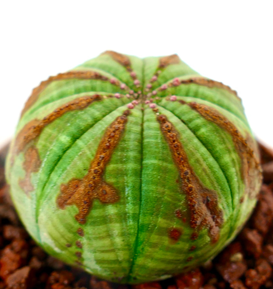 Euphorbia obesa vetplant cactus met ronde vorm en bruine textuurmarkeringen op een groene ondergrond