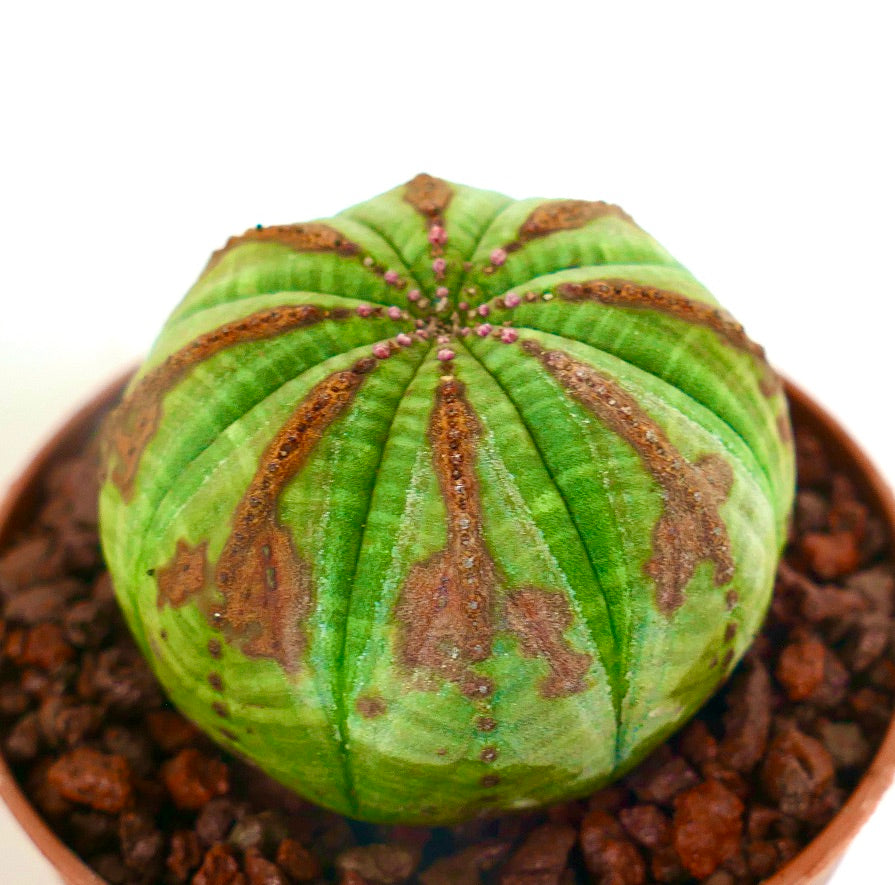 Euphorbia obesa vetplant cactus met afgeronde vorm en bruine markeringen in pot