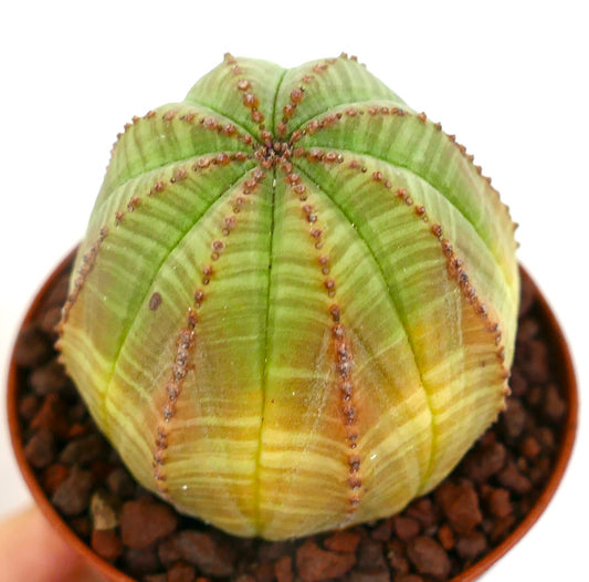 Euphorbia obesa LIGHT GREEN YELLOW 809-1010