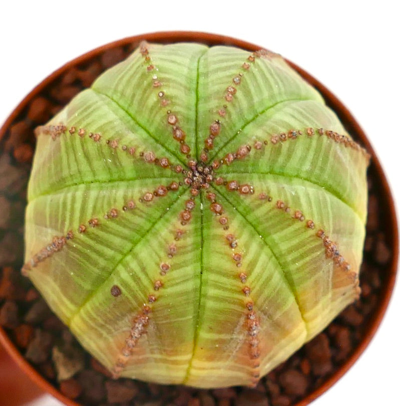 Euphorbia obesa LIGHT GREEN YELLOW 809-1010