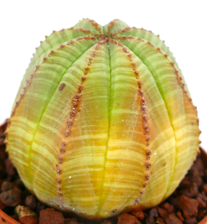Euphorbia obesa LIGHT GREEN YELLOW 809-1010