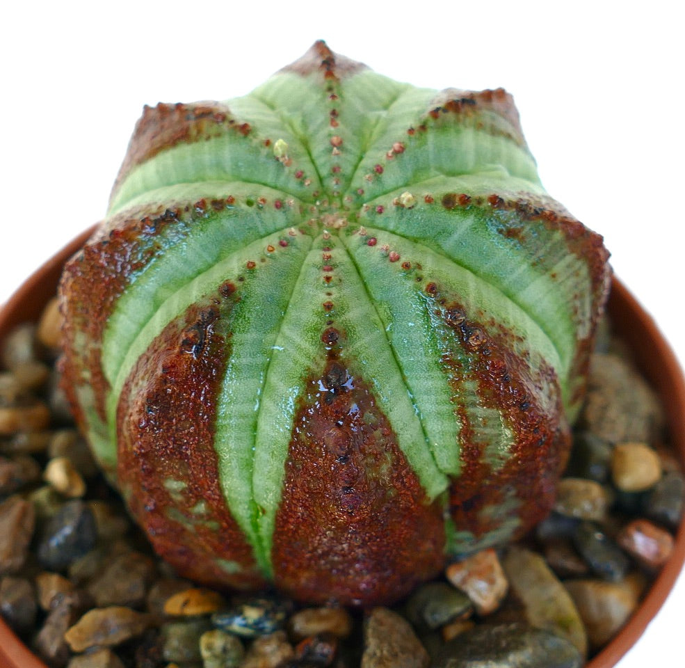 Euphorbia obesa en pot, montrant son corps sphérique côtelé avec des côtes vert clair alternant avec de larges bandes verticales brun rougeâtre.