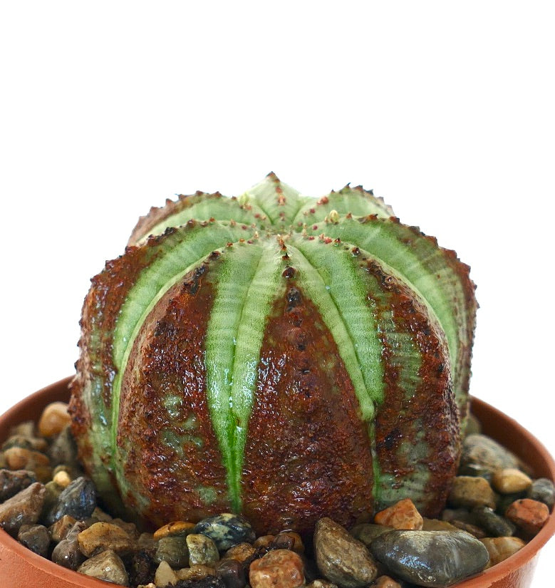 Vue latérale d’Euphorbia obesa, mettant en valeur sa forme arrondie en dôme avec des côtes segmentées, des rayures vertes et un marbré brun rougeâtre foncé.