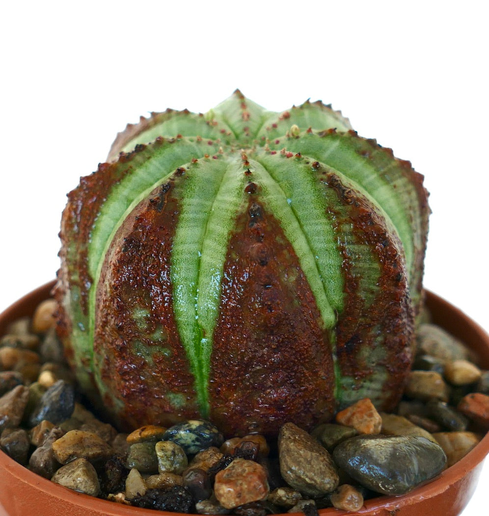 Gros plan sur Euphorbia obesa dans un pot, montrant sa structure costale prononcée avec des crêtes vert vif contrastées par des taches brun rougeâtre sur la surface.