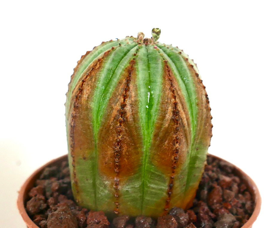 Euphorbia obesa succulent with ribbed green and brown variegated stem in pot
