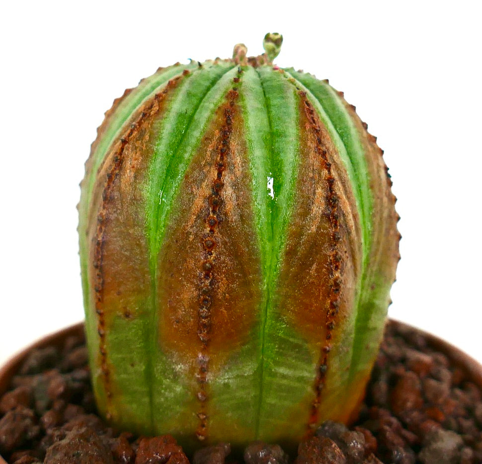 Euphorbia obesa succulent with rounded shape and green and brown striped pattern