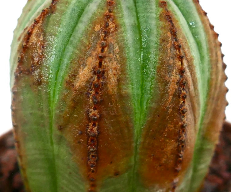 Euphorbia obesa succulent with rounded ribbed body and brown textured markings