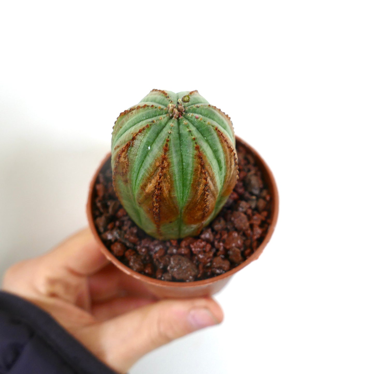 Euphorbia obesa small succulent with rounded ridges and brown markings in pot