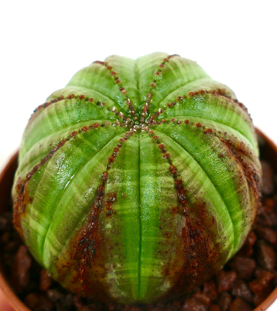 Euphorbia obesa sukkulent med rundet ribbet kropp og brune markeringer i terrakottapotte