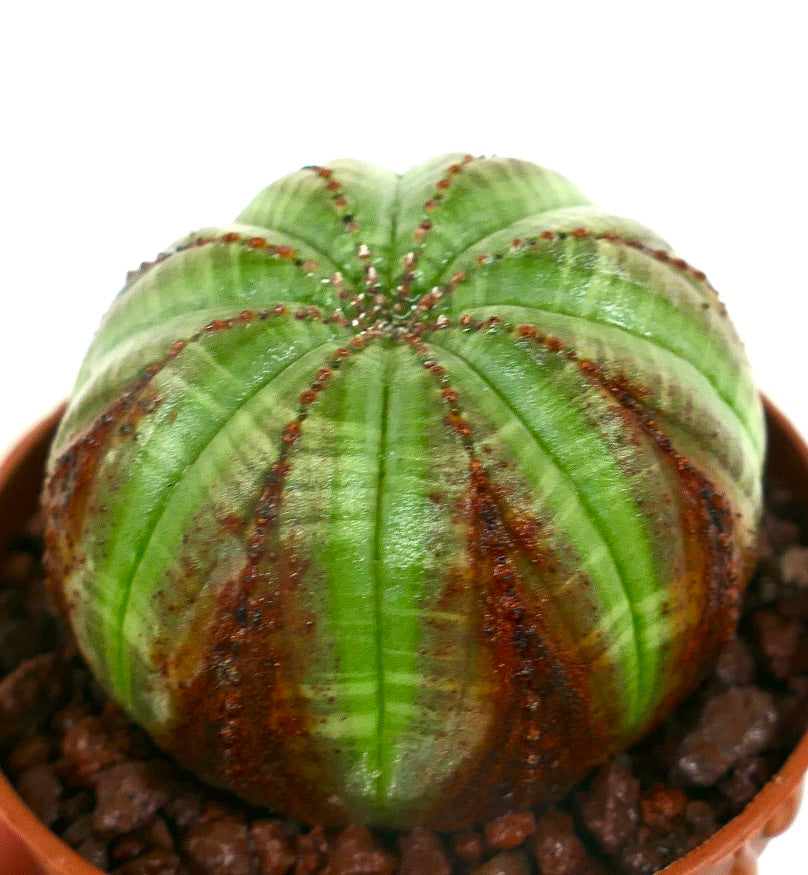 Euphorbia obesa sukkulent med rund, ribbet kropp og brune spraglete markeringer