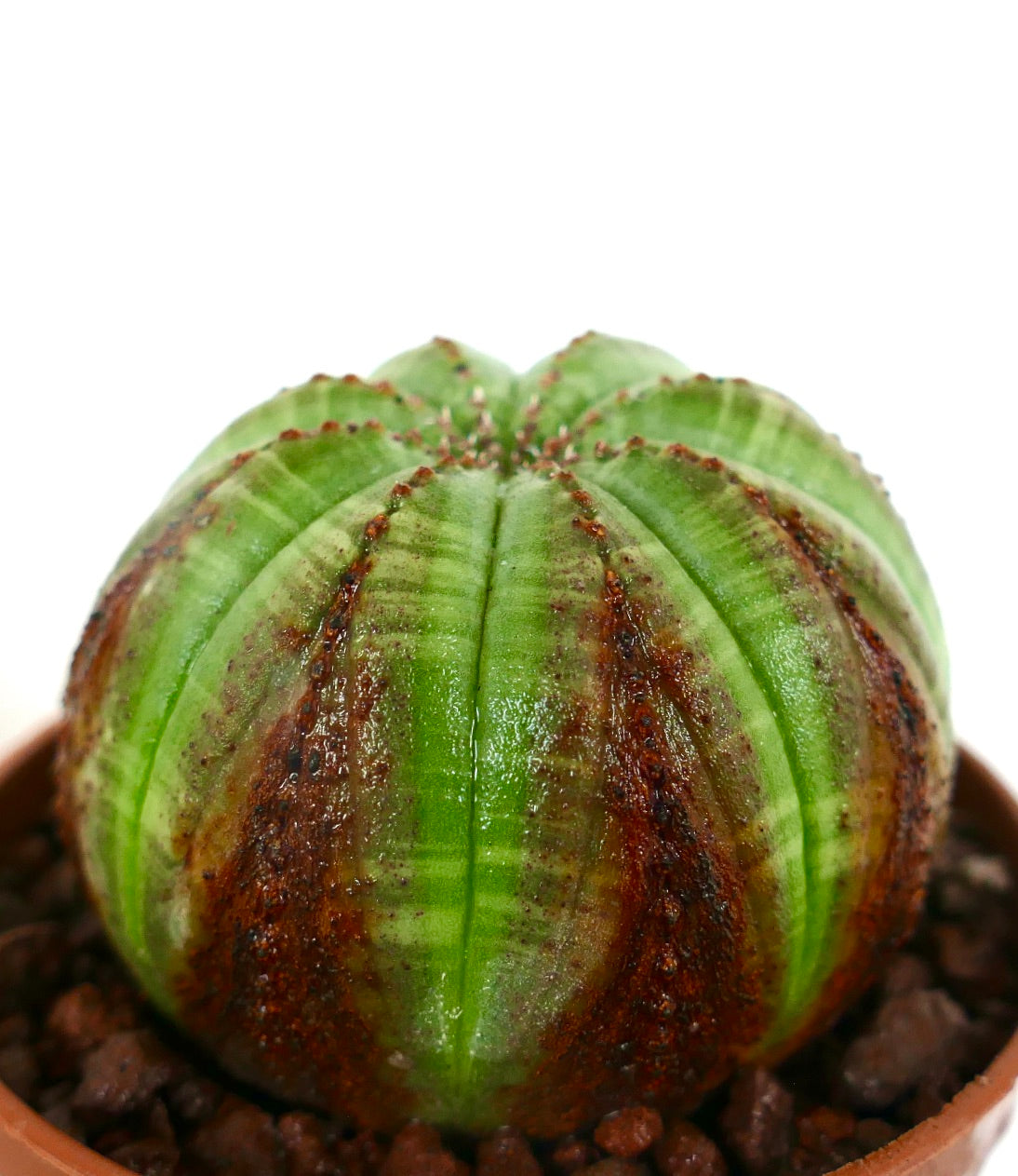 Euphorbia obesa sukkulent kaktus med grønt og brunt stripet mønster i liten potte