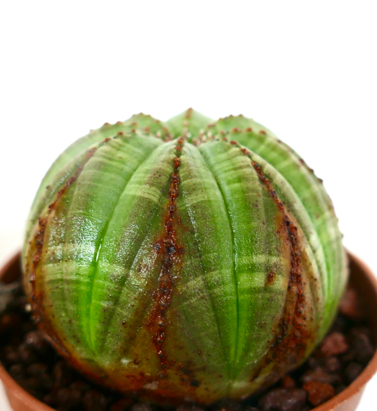 Euphorbia obesa sukkulent kaktus med avrundede ribber og brune markeringer i potte