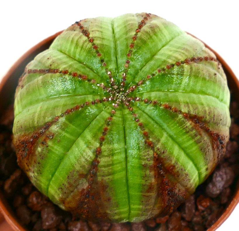 Euphorbia obesa sukkulent kaktus med lysegrønt og brunt stripemønster