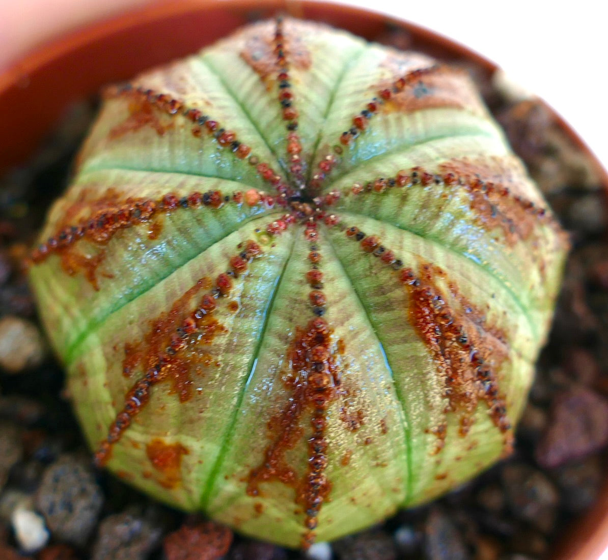 Gros plan en vue de dessus d'une Euphorbia obesa, montrant un corps vert clair rainuré avec des stries brun-rouge et des crêtes ponctuées, plantée dans du gravier volcanique.