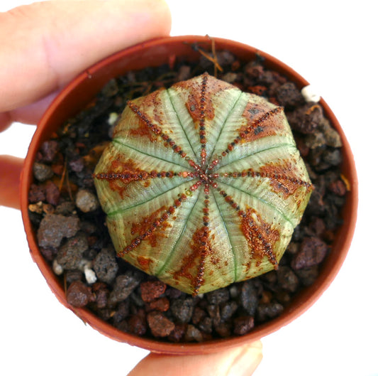 手に鉢植えのユーフォルビア・オベサを持ち、その丸い淡緑色の形状と対称的な肋骨、茶色の斑点、そして赤みがかった突起の列を際立たせています。