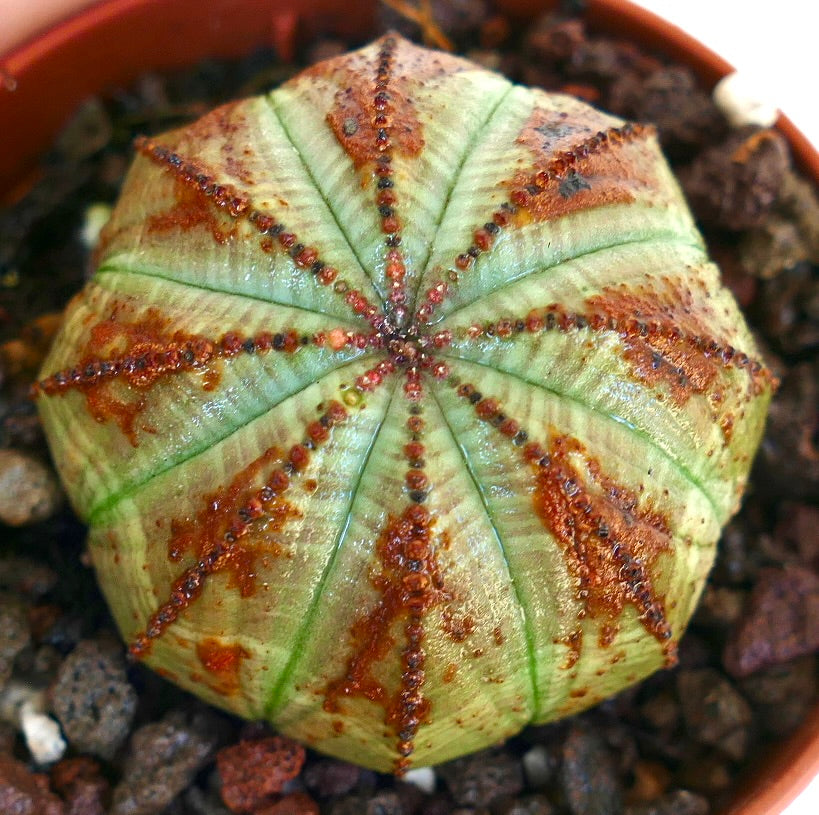 Vue aérienne de Euphorbia obesa, montrant sa forme sphérique, ses côtes vert pâle et ses marques brunes irrégulières le long des arêtes.
