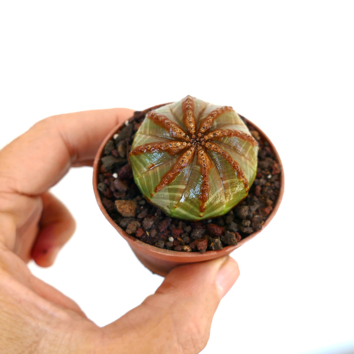 작은 에우포르비아 오베사 연두색과 갈색 별 모양, 테라코타 화분에 담겨 있으며, 녹색 몸체와 뚜렷한 갈색 줄무늬가 있는 구형, 손에 들려 있음.