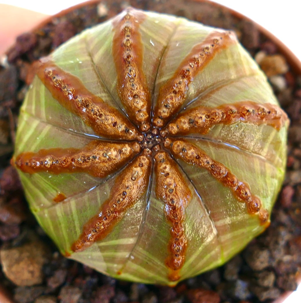 エウフォルビア・オベサ | Botanical Archive | ユニークな多肉植物