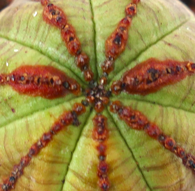 Euphorbia obesa sukkulent med lys grønn kropp og karakteristiske brune, teksturerte merker