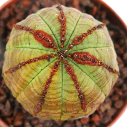 Euphorbia obesa sukkulent kaktus med lys grønn kropp og distinkte brune markeringer