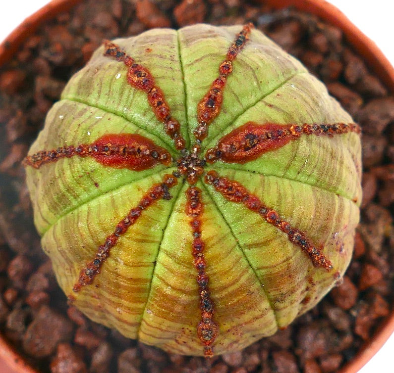 Euphorbia obesa sukkulent kaktus med rund form og karakteristiske brune markeringer