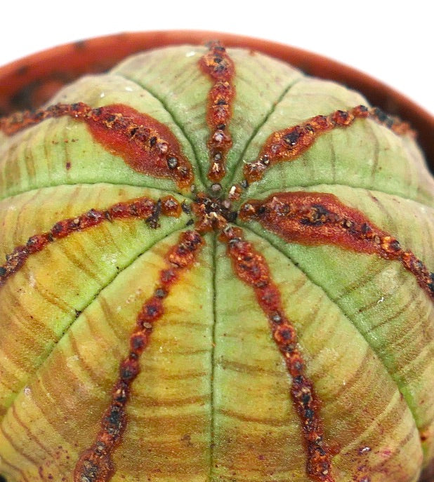 Euphorbia obesa sukkulent kaktus med lys grønn kropp og brune, teksturerte åser