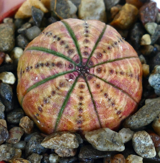 ライトオレンジ色のユーフォルビア・オベサのクローズアップ写真。丸くかぼちゃのような形をしており、ライトオレンジ色の皮膚と緑色のセグメント状の縁取りが特徴で、小さな小石に囲まれています。