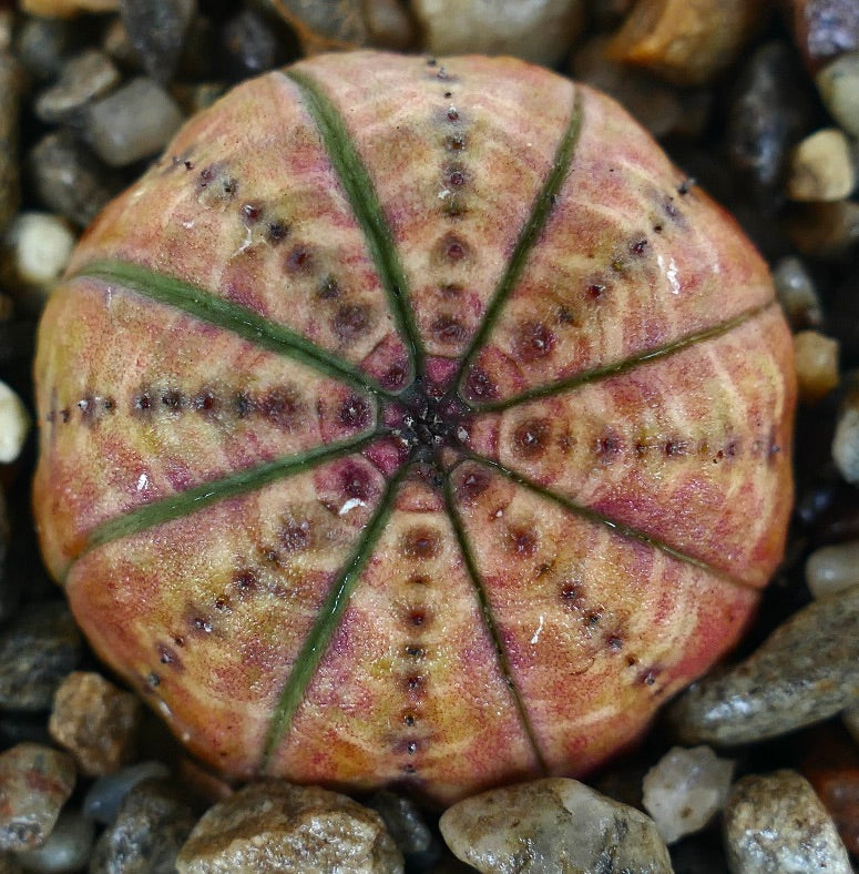 منظر علوي لنبتة يوفوربيا أوبيسا ملونة بالبرتقالي الفاتح، تعرض جسمها المتماثل البرتقالي الوردي مع حواف خضراء بارزة وأريولات صغيرة منقطة، موضوعة على ركيزة صخرية.