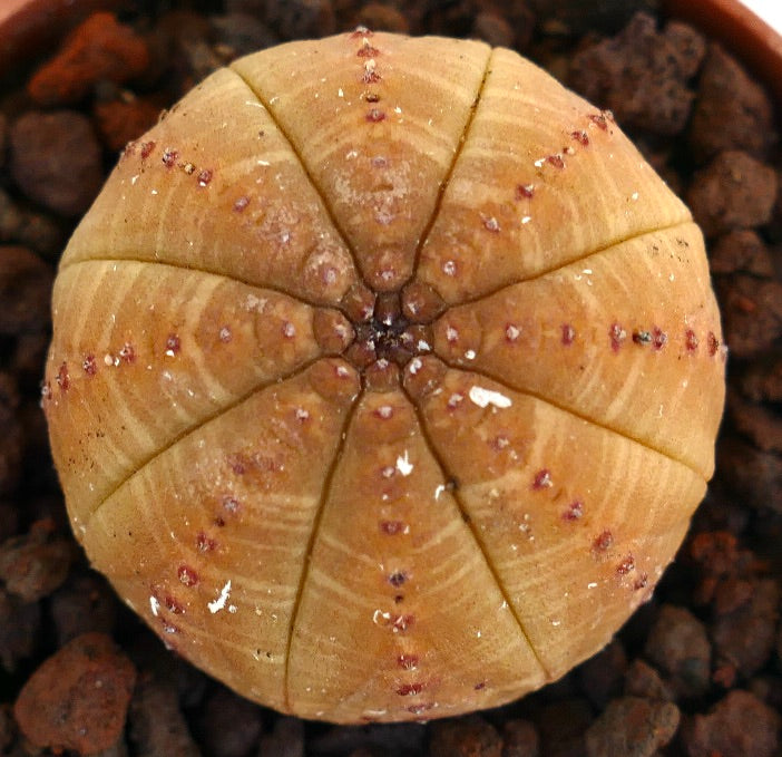 Euphorbia obesa, succulente rare à structure arrondie cannelée et nuances orange clair