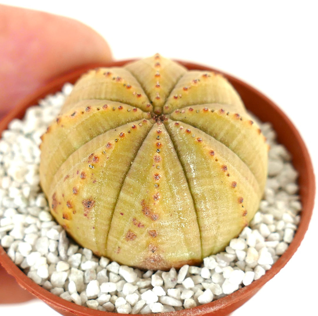 Euphorbia obesa LIGHT YELLOW