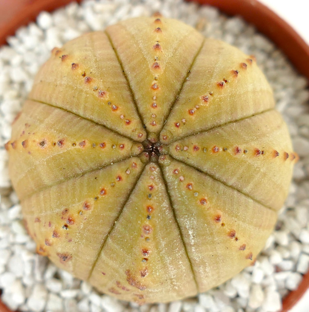 Euphorbia obesa LIGHT YELLOW