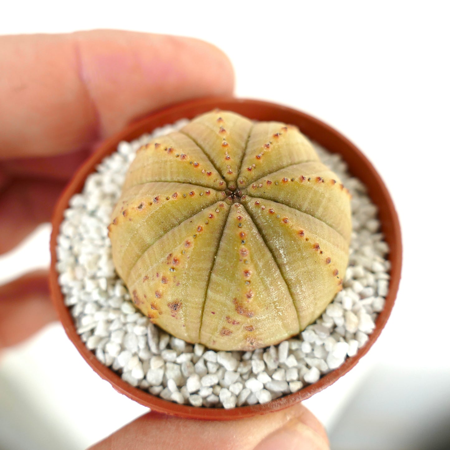 Euphorbia obesa LIGHT YELLOW