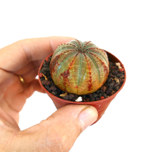 手に持たれた小さなテラコッタ鉢のユーフォルビア・オベサが、緑色と赤茶色の模様がある丸く肋骨状の本体を見せています。