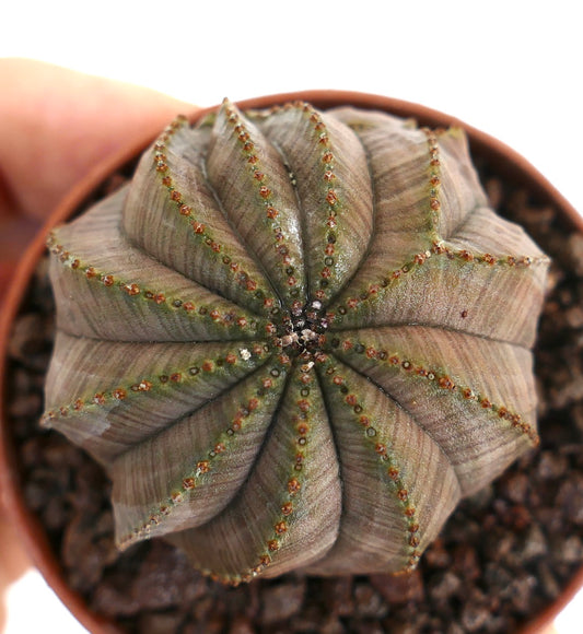 ユーフォルビア・オベサ 多数の肋骨がある丸みを帯びた灰緑色の多肉植物で、小さな茶色の結節があります