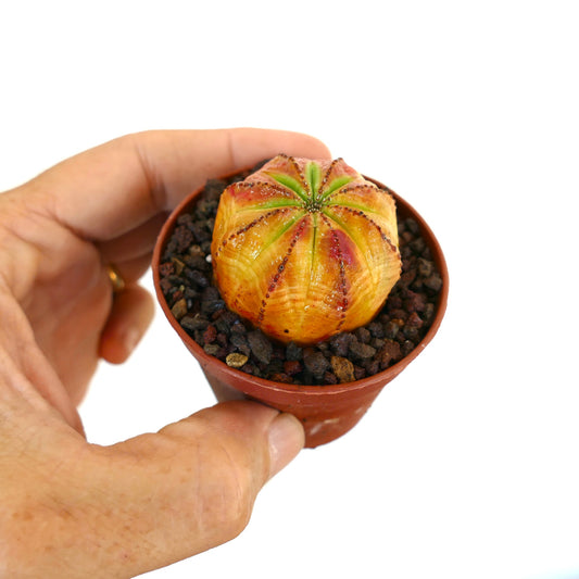 Hand holding a potted Euphorbia obesa, showing its round yellow-orange body with green ribs and rows of reddish bumps, planted in dark volcanic gravel.