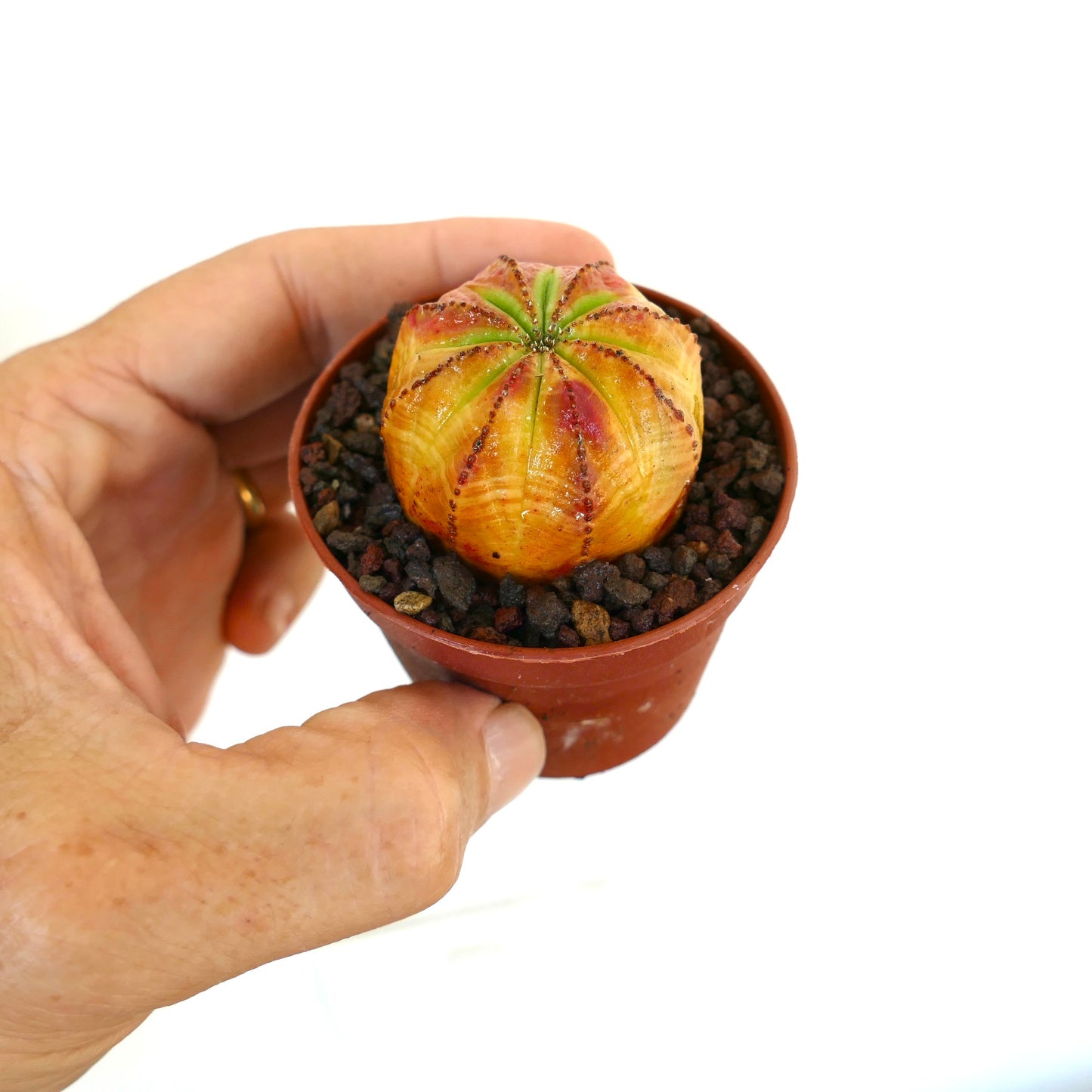 Small Euphorbia obesa in a pot, with bright yellow-orange skin, green rib lines, and red dotted ridges, held in a person’s hand.